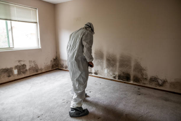 Mold Odor Removal Services in Chester, SC