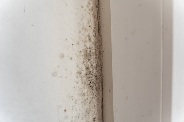 Chester, SC Mold Removal Company